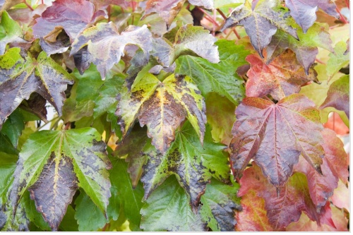 automne en forme