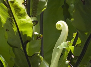 la naturopathie philosophie de la naturopathie