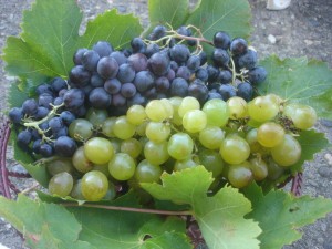 raisins comment préparer un masque de beauté au raisin