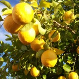 Pourquoi j’aime tant l’huile essentielle de citron ?