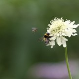 Comment lutter contre les piqures d’insectes ?