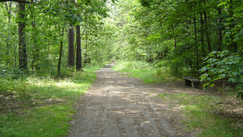 Pourquoi vous devriez prendre un bain de forêt ?