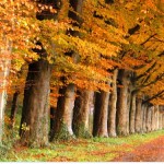 Mutuelles de santé et naturopathie