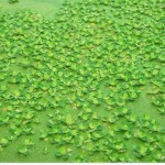 Questions fréquentes