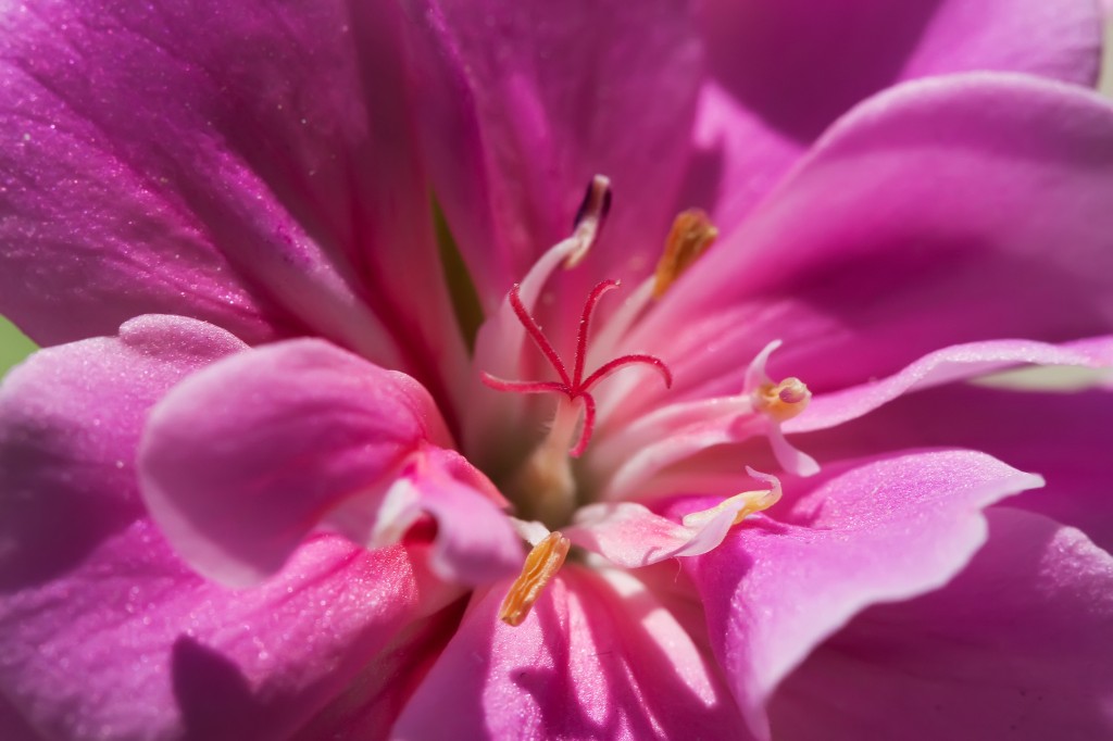 ma trousse aroma de l'été