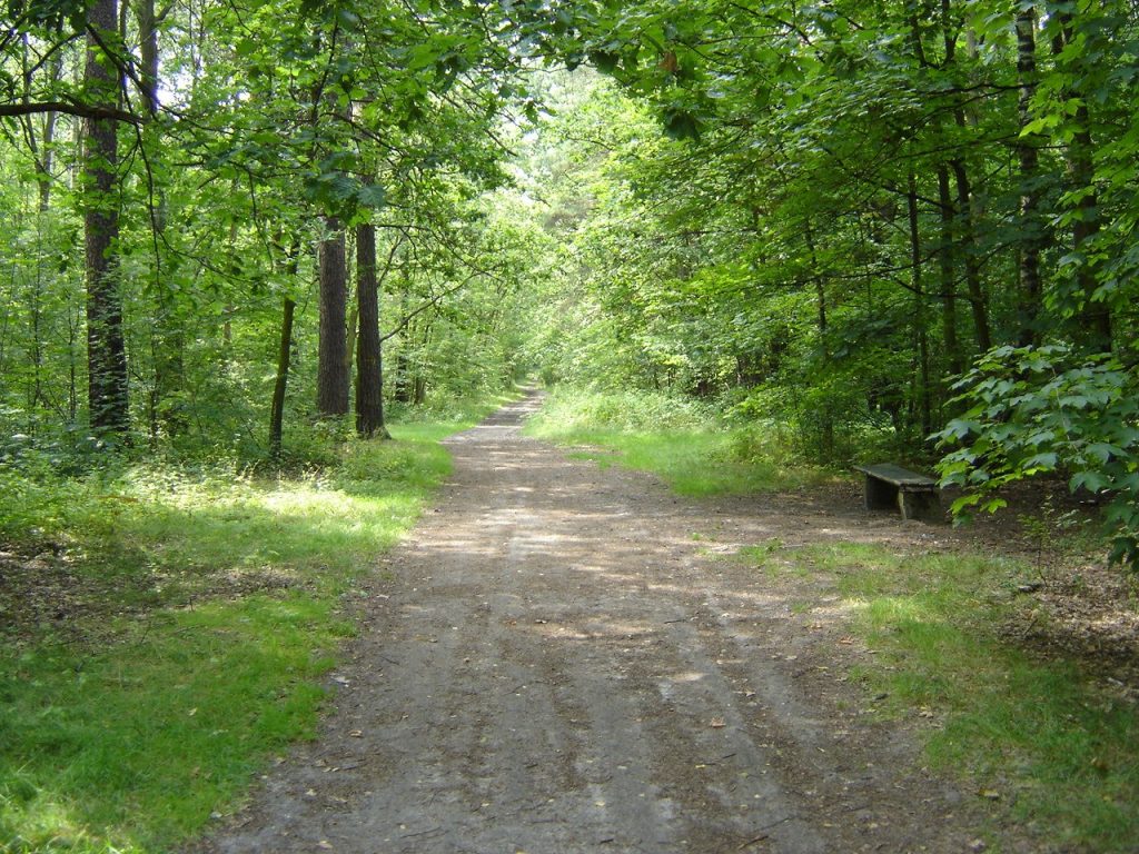 forest-1514945